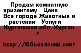 Продам комнатную хризантему › Цена ­ 250 - Все города Животные и растения » Услуги   . Курганская обл.,Курган г.